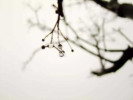 Closeup of Raindrops on Tree Branch during overcast Day