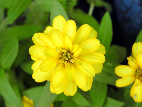 One flower yellow color on garden background.