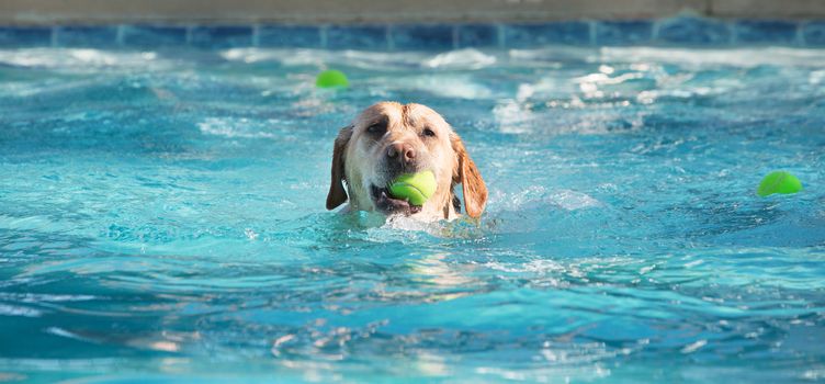 Cute dog swimming in large pool with yellow tennis ball in his mouth