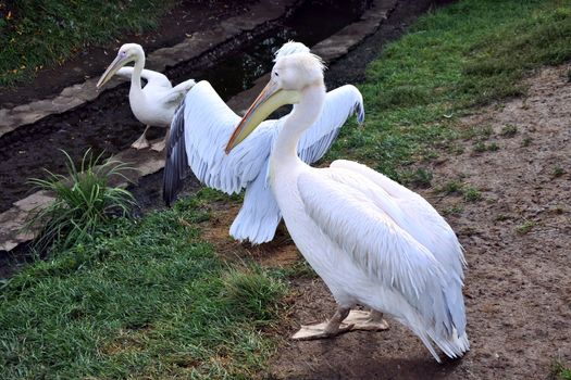 White pelican in a zoo in sunny day