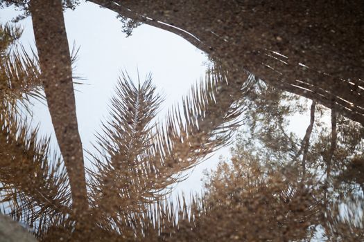 Tree reflection on spring water, stock photo