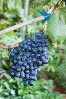 Bunches of grapes hang from a vine, stock photo