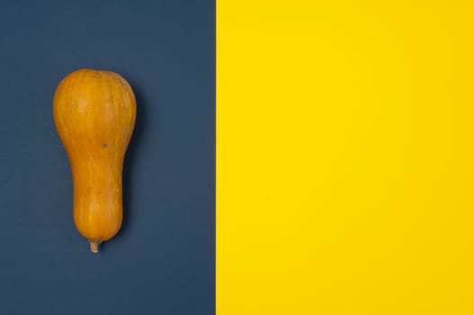 Butternut squash isolated on blue and yellow split background with copy space