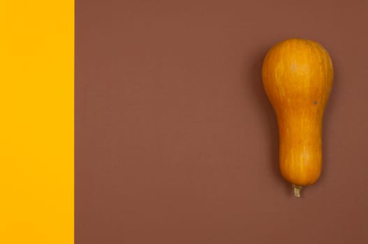 Butternut squash isolated on brown and yellow split background with copy space