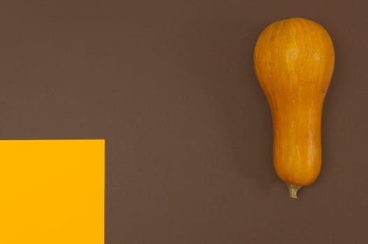 Butternut squash isolated on brown and orange split background with copy space