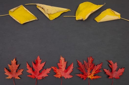 Autumn colorful fallen leaves in rows on dark grey background with copy space