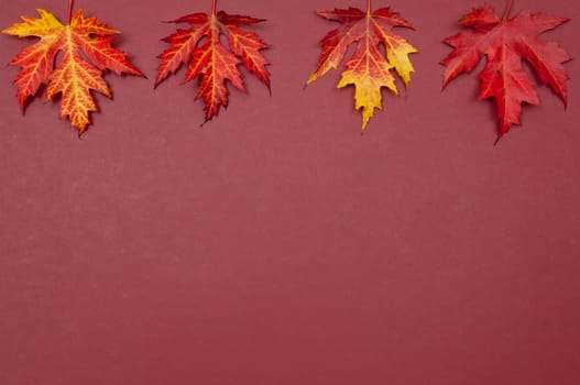 Autumn colorful fallen maple leaves in a row on claret background with copy space