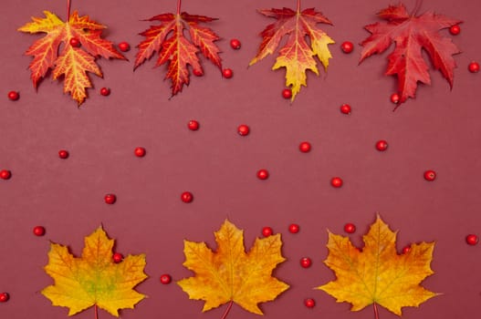 Autumn colorful fallen maple leaves in a row and berries on claret background with copy space