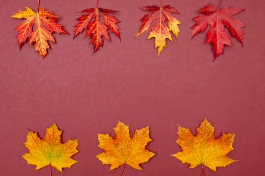 Autumn colorful fallen maple leaves in rows on claret background with copy space