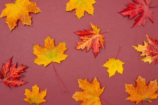 Pattern of autumn colorful fallen maple leaves on claret background