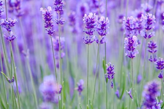 Lavender flower, violet Lavender flowers in nature with copy space, Lavandula