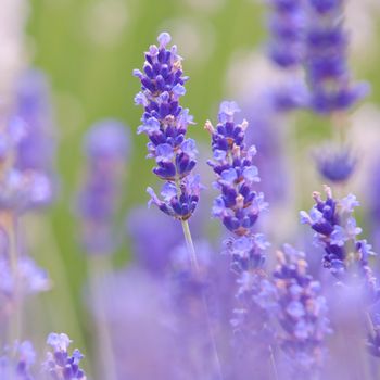 Lavender flower, violet Lavender flowers in nature with copy space, Lavandula