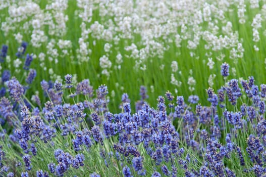 Lavender flower, violet Lavender flowers in nature with copy space, Lavandula