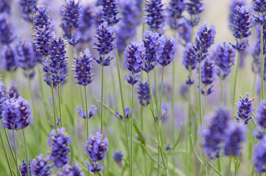 Lavender flower, violet Lavender flowers in nature with copy space, Lavandula