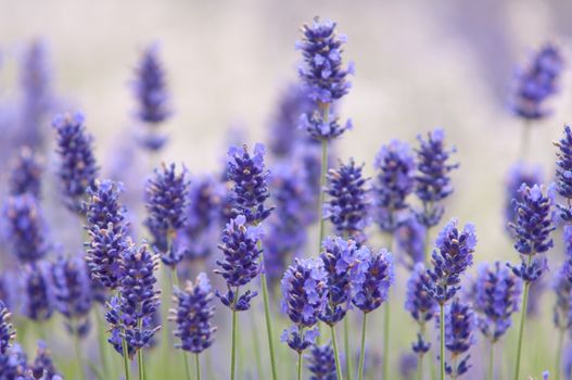 Lavender flower, violet Lavender flowers in nature with copy space, Lavandula