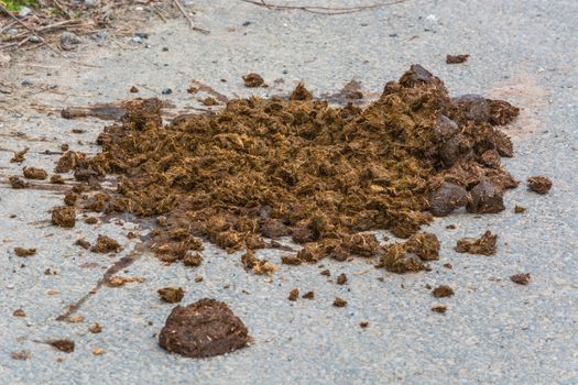 Big horse droppings on an asphalt road