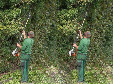 Cutting a hedge with a hedge trimmer motor.