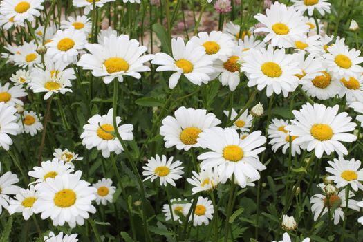 Many daisies in the garden Background of flowers