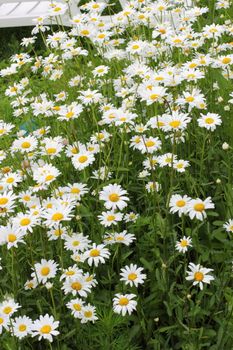 Many daisies in the garden Background of flowers