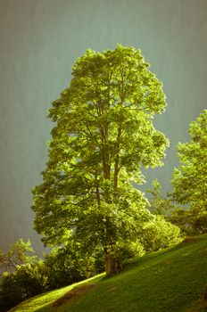 The Alps in Switzerland, high peaks steep valleys, Swiss Alps in Berner Oberland