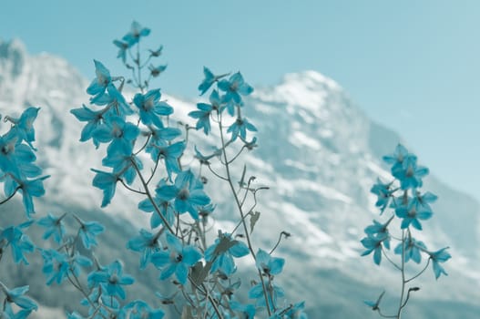 Switzerland, Swiss mountain, Alps in Berner Oberland
