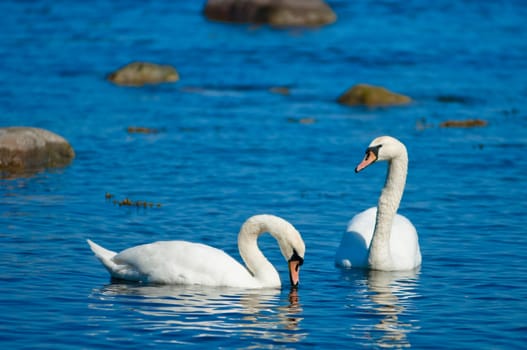 A couple of white swans on see in sunshine