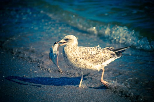 Seagull caught a fish on a sandy beach and eats it