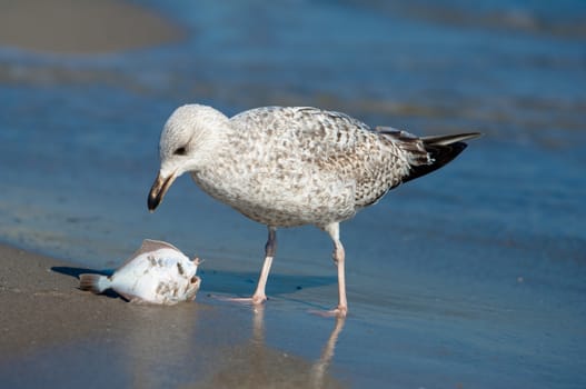 Seagull caught a fish on a sandy beach and eats it