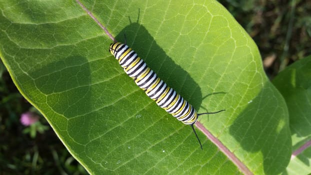 Closeup of a Monarch Caterpillar on Milkweed leaf.  Sunny and casts a shadow