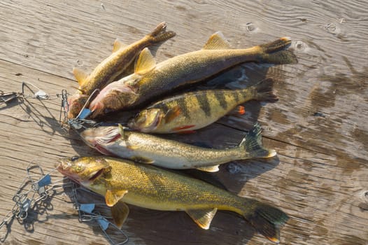 4 walleye and 1 perch fish caught bound by a stringer and laid on the wooden dock by the fisherman