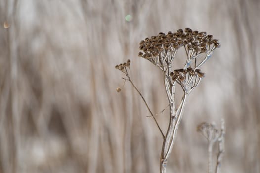 An abstract decorative brown and white image of ice covered yarrow flowers in winter closeup