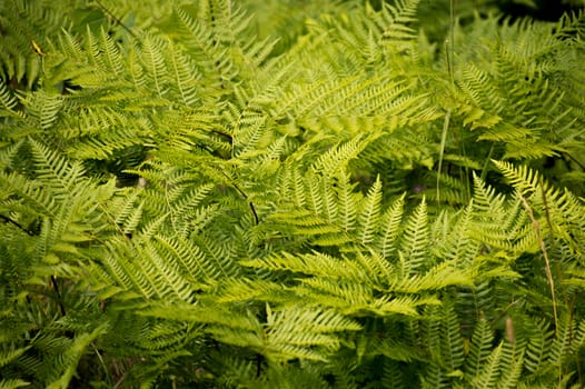 A collection of bright green bracken fern fronds growing in a group