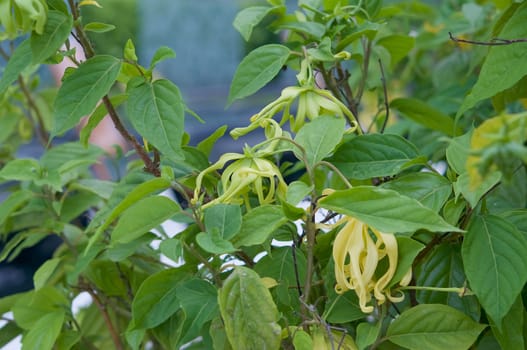 Caning odorata (Lam.) Hook.f &T homson rar.fruiticosa (Craib)Corner, Barteria strigosa wild, tree or shrub at garden in Thailand.