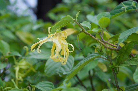 Caning odorata (Lam.) Hook.f &T homson rar.fruiticosa (Craib)Corner, Barteria strigosa wild, tree or shrub at garden in Thailand.