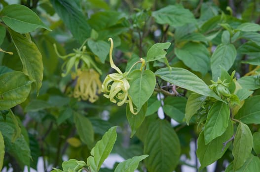 Caning odorata (Lam.) Hook.f &T homson rar.fruiticosa (Craib)Corner, Barteria strigosa wild, tree or shrub at garden in Thailand.