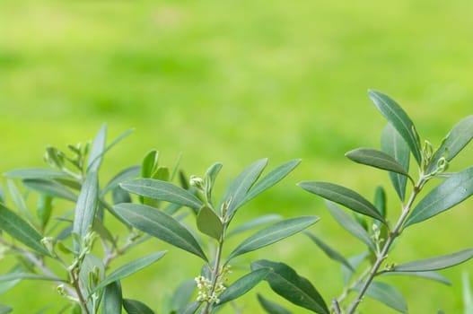 Olive tree oleaceae leaves with green background