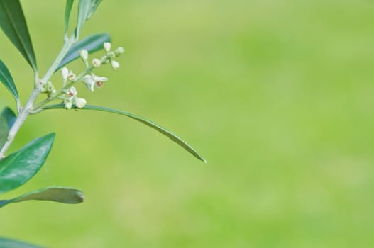Olive tree oleaceae leaves with green background