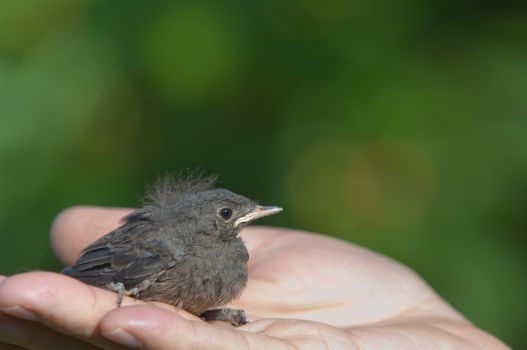 Young Robin Erithacus rubecula fallen out of its nest