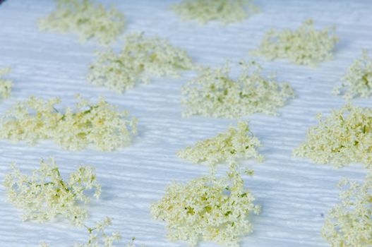 flowers elderberry Sambucus nigra and elderberry flower drink fresh raw