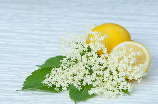 flowers elderberry Sambucus nigra and elderberry flower drink fresh raw