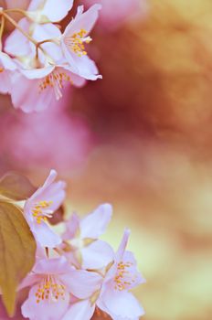 Branch of a mock orange Philadelphus coronarius bush with blurred background, natural look