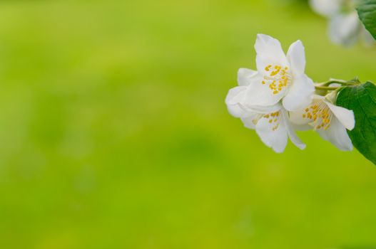 Branch of a mock orange Philadelphus coronarius bush with blurred background, natural look