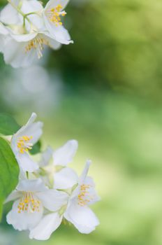 Branch of a mock orange Philadelphus coronarius bush with blurred background, natural look