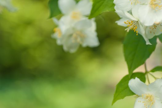 Branch of a mock orange Philadelphus coronarius bush with blurred background, natural look