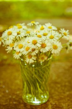 White daisy flowers in a glass blurred backgroung Aster daisy composite flower Asteraceae  Compositae