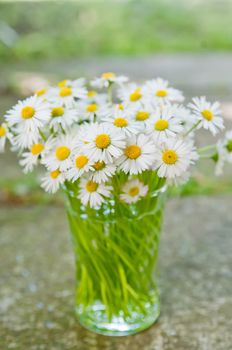 White daisy flowers in a glass blurred backgroung Aster daisy composite flower Asteraceae  Compositae