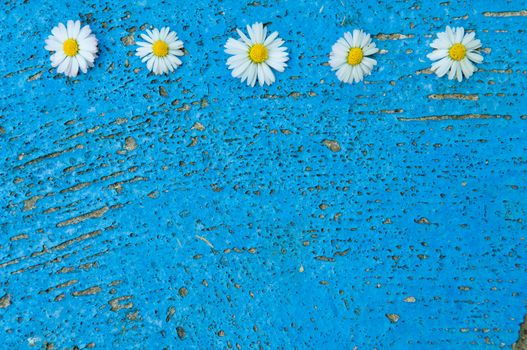 Light blue old textured background with daisy flowers turquoise background vintage top view