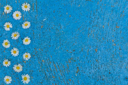 Light blue old textured background with daisy flowers turquoise background vintage top view