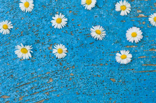 Light blue old textured background with daisy flowers turquoise background vintage top view