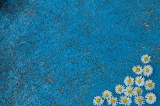 Light blue old textured background with daisy flowers turquoise background vintage top view